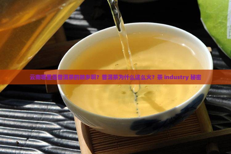 云南哪里是普洱茶的故乡啊？普洱茶为什么这么火？茶 industry 秘密