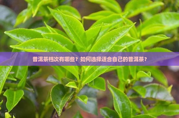 普洱茶档次有哪些？如何选择适合自己的普洱茶？