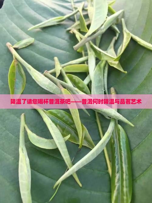 降温了请您喝杯普洱茶吧——普洱何时降温与品茗艺术