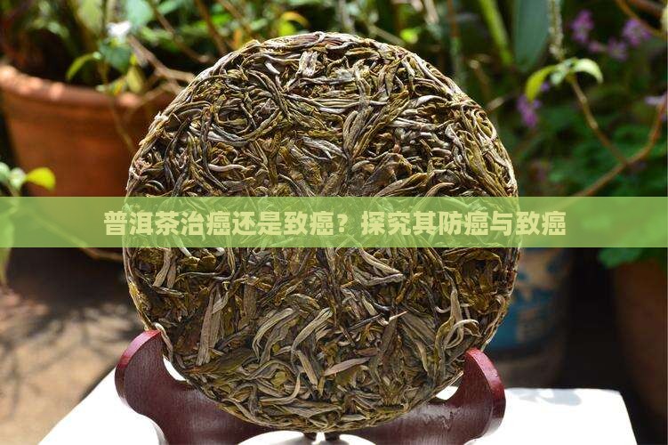 普洱茶治癌还是致癌？探究其防癌与致癌