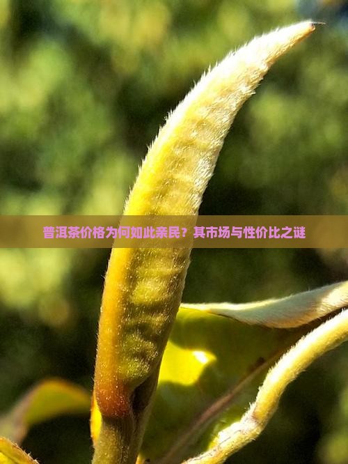 普洱茶价格为何如此亲民？其市场与性价比之谜