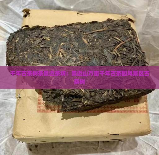 千年古茶树茶景迈茶坊：景迈山万亩千年古茶园风景区古茶树