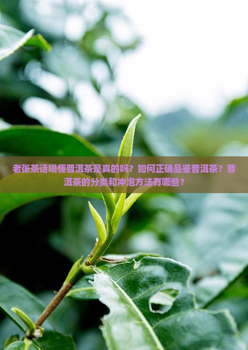 老张茶话喝懂普洱茶是真的吗？如何正确品鉴普洱茶？普洱茶的分类和冲泡方法有哪些？