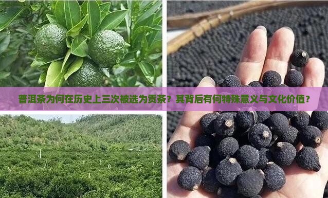 普洱茶为何在历史上三次被选为贡茶？其背后有何特殊意义与文化价值？