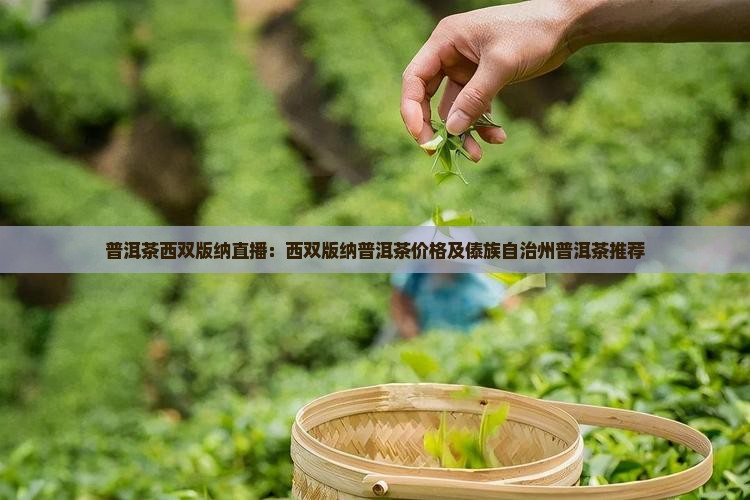 普洱茶西双版纳直播：西双版纳普洱茶价格及傣族自治州普洱茶推荐