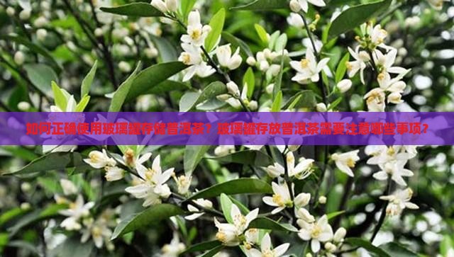 如何正确使用玻璃罐存储普洱茶?玻璃罐存放普洱茶需要注意哪些事项? 如何正确使用玻璃罐存储普洱茶?玻璃罐存放普洱茶需要注意哪些事项?