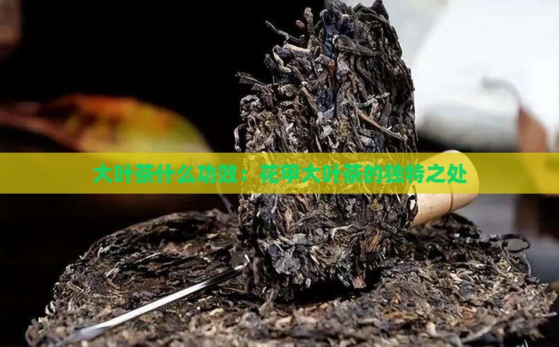 大叶茶什么功效：花甲大叶茶的独特之处