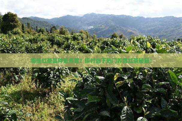 哪些红茶品种更养胃？探讨当下热门养胃红茶秘籍！