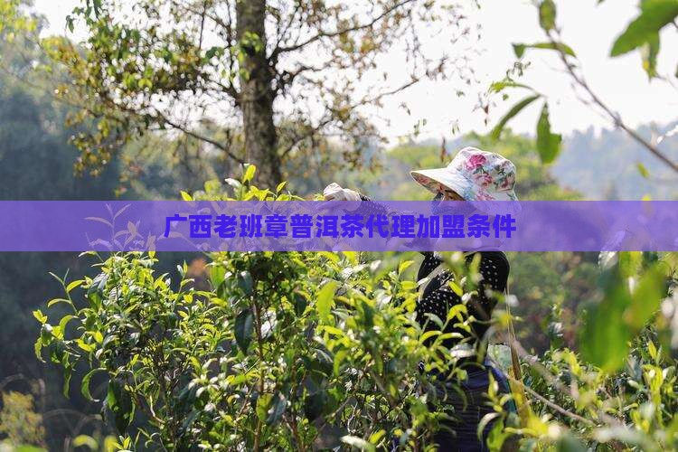 广西老班章普洱茶代理加盟条件