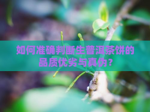 如何准确判断生普洱茶饼的品质优劣与真伪？