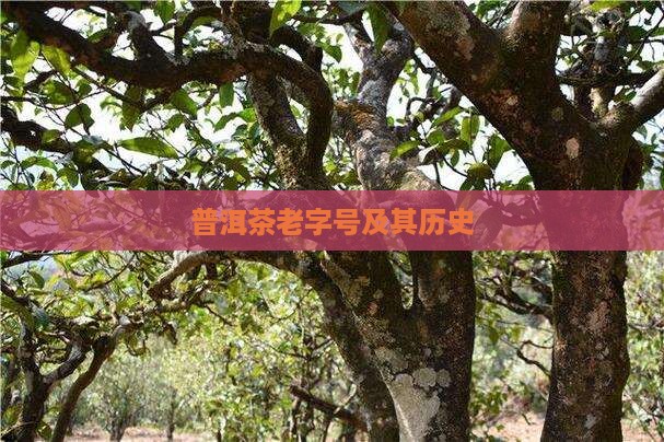 普洱茶老字号及其历史