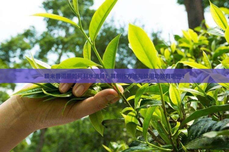 糯米普洱茶如何利水消肿？其制作方法与饮用功效有哪些？