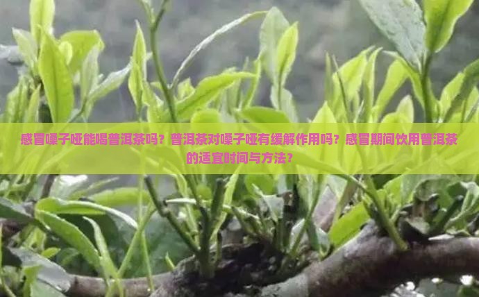感冒嗓子哑能喝普洱茶吗？普洱茶对嗓子哑有缓解作用吗？感冒期间饮用普洱茶的适宜时间与方法？