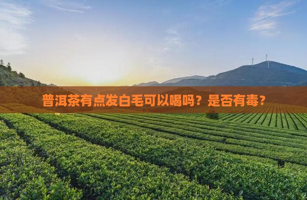 普洱茶有点发白毛可以喝吗？是否有毒？