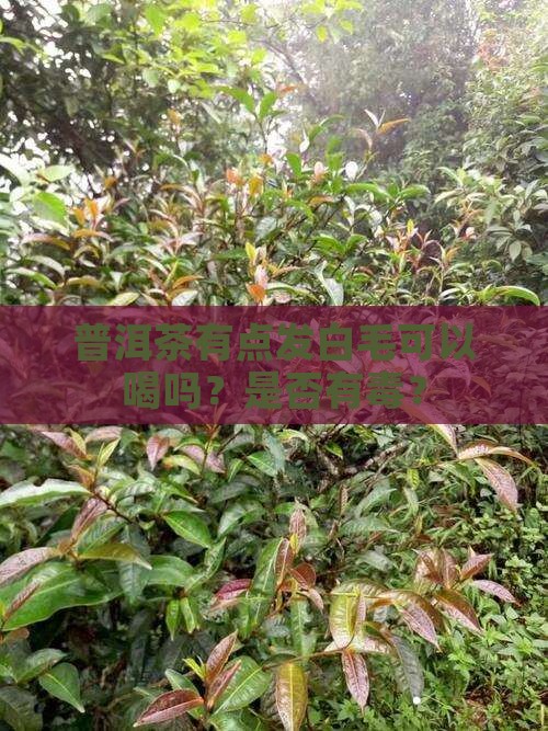 普洱茶有点发白毛可以喝吗？是否有毒？