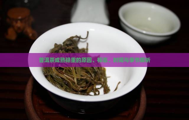 普洱茶成熟稳重的原因、标志、时间与季节解析