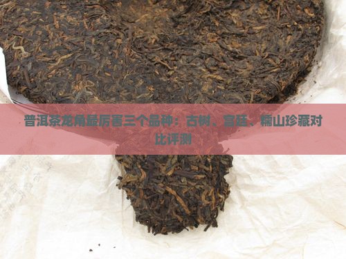普洱茶龙角最厉害三个品种：古树、宫廷、糯山珍藏对比评测