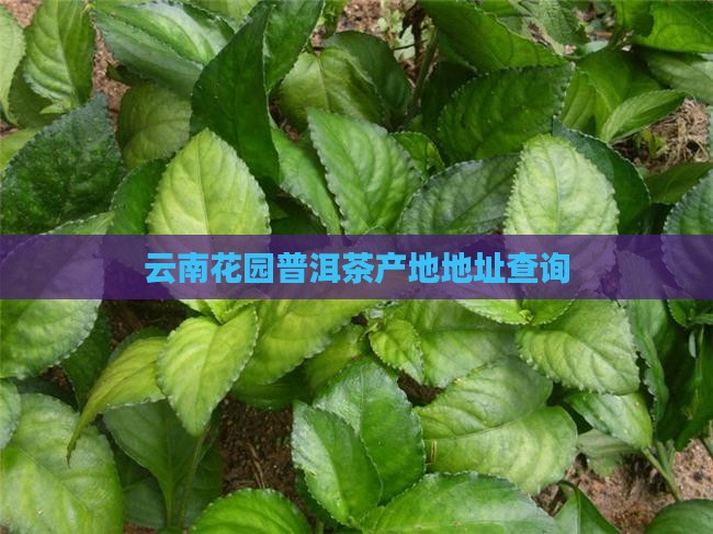 云南花园普洱茶产地地址查询