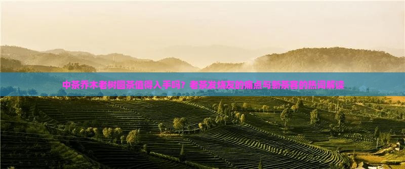 中茶乔木老树圆茶值得入手吗？老茶发烧友的痛点与新茶客的热词解读