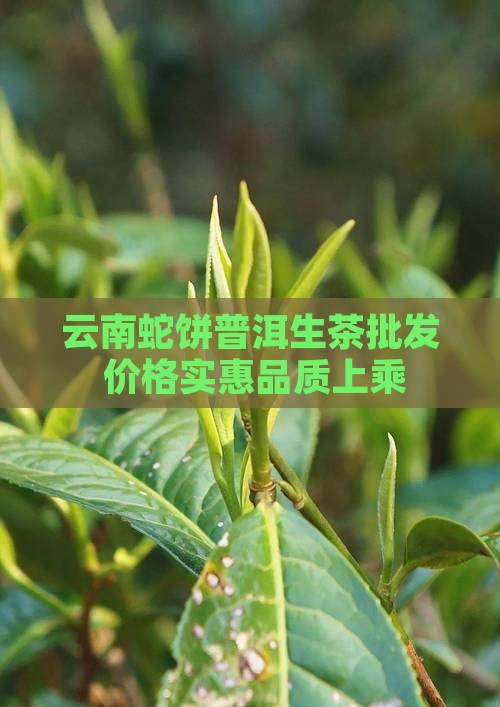 云南蛇饼普洱生茶批发 价格实惠品质上乘