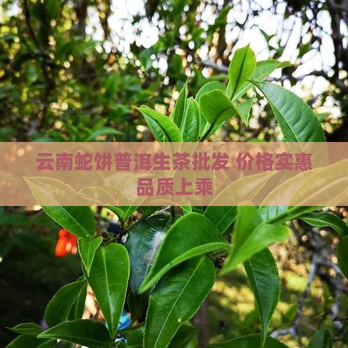 云南蛇饼普洱生茶批发 价格实惠品质上乘