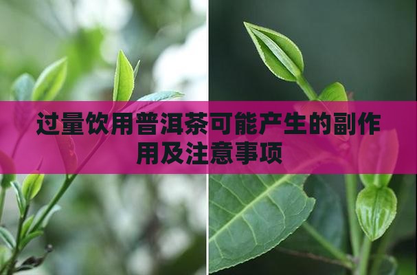 过量饮用普洱茶可能产生的副作用及注意事项