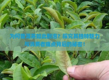 为何普洱茶如此耐泡？探究其独特魅力与消费者痛点背后的秘密！
