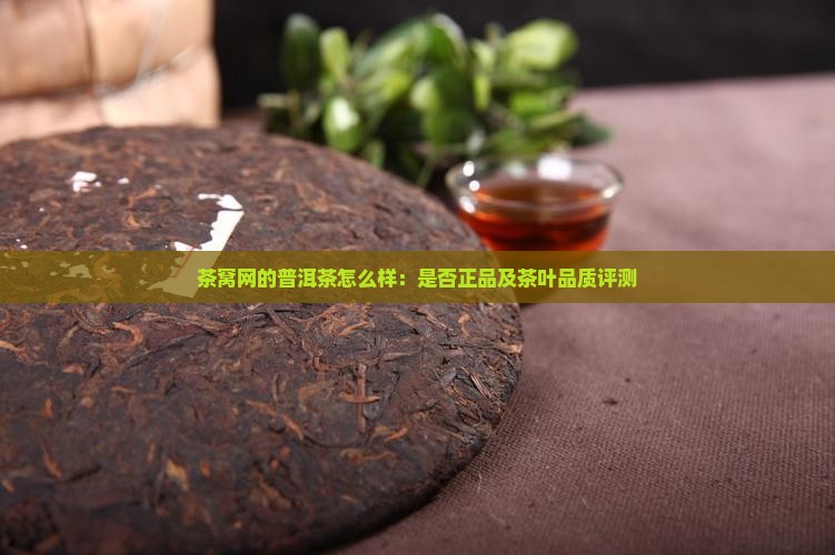 茶窝网的普洱茶怎么样：是否正品及茶叶品质评测