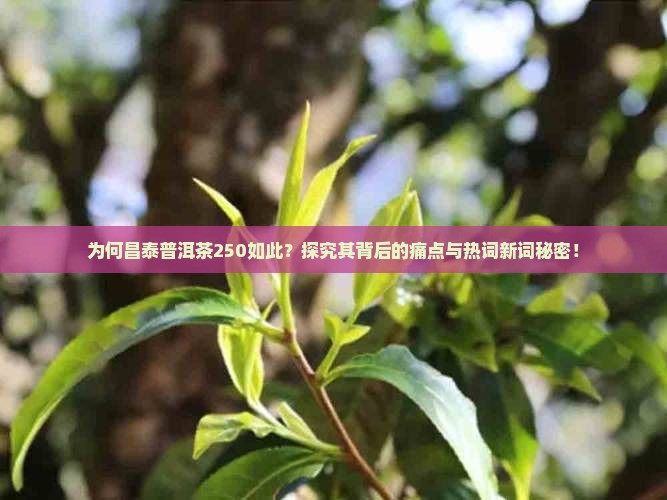 为何昌泰普洱茶250如此？探究其背后的痛点与热词新词秘密！