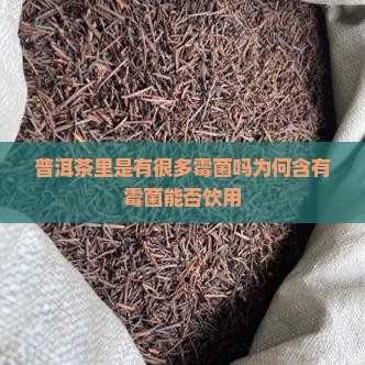 普洱茶里是有很多霉菌吗为何含有霉菌能否饮用