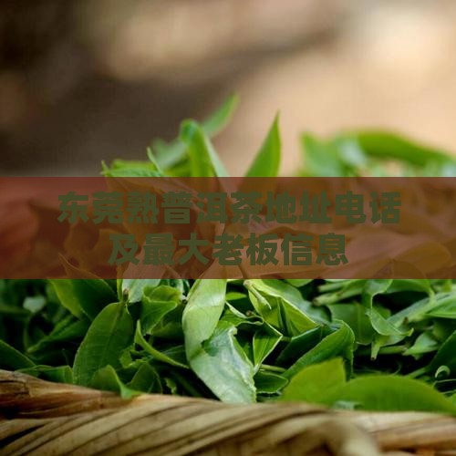 东莞熟普洱茶地址电话及最大老板信息