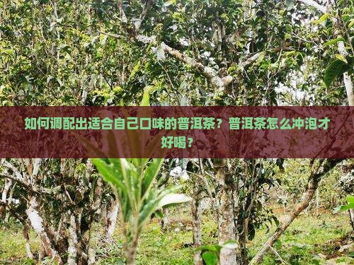 如何调配出适合自己口味的普洱茶？普洱茶怎么冲泡才好喝？