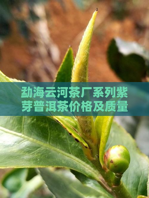 勐海云河茶厂系列紫芽普洱茶价格及质量评测