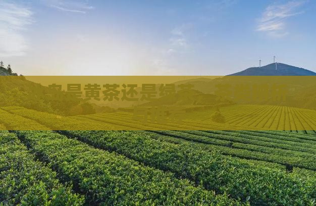 冰岛是黄茶还是绿茶，茶类辨析与推荐