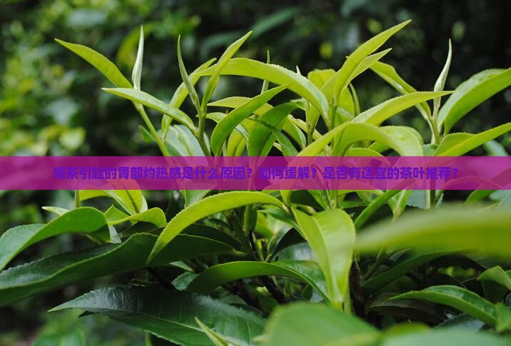 喝茶引起的胃部灼热感是什么原因？如何缓解？是否有适宜的茶叶推荐？