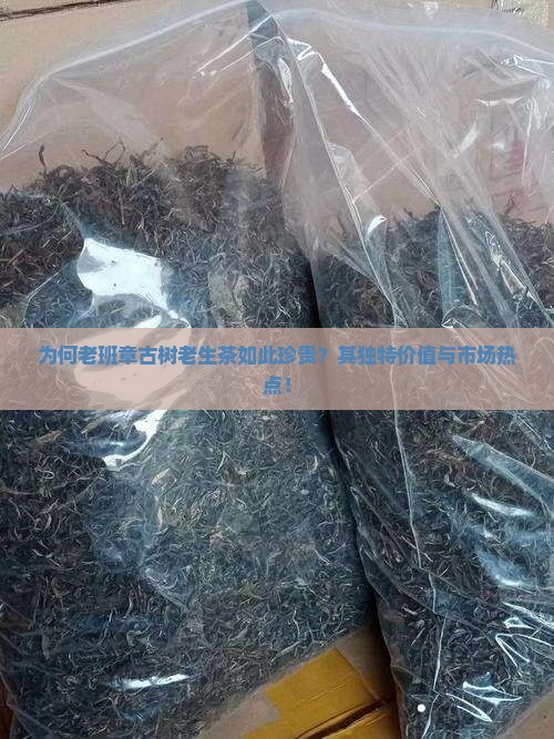 为何老班章古树老生茶如此珍贵？其独特价值与市场热点！