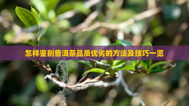 怎样鉴别普洱茶品质优劣的方法及技巧一览