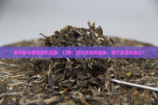 茗月茶与普洱茶的区别、口感、功效及选购指南：哪个更适合自己？