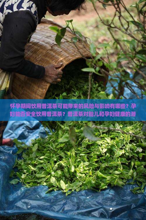 怀孕期间饮用普洱茶可能带来的风险与影响有哪些？孕妇能否安全饮用普洱茶？普洱茶对胎儿和孕妇健康的潜在危害解析
