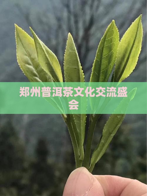 郑州普洱茶文化交流盛会