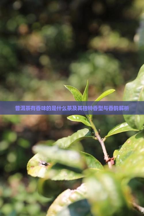 普洱茶有香味的是什么茶及其独特香型与香韵解析