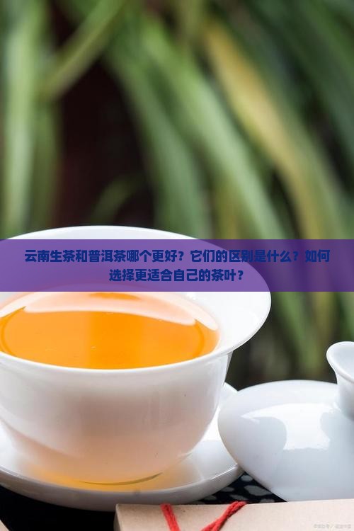 云南生茶和普洱茶哪个更好？它们的区别是什么？如何选择更适合自己的茶叶？