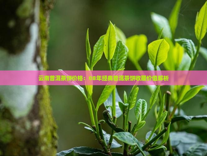 云南普洱茶饼价格：08年经典普洱茶饼收藏价值解析