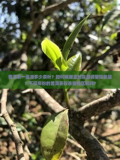普洱茶一壶泡多少茶叶？如何根据壶的容量调整投茶量？不同年份的普洱茶投茶量有区别吗？