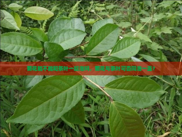 菊花能不能和茶叶一起泡吗，菊花与茶叶可否同泡一壶？