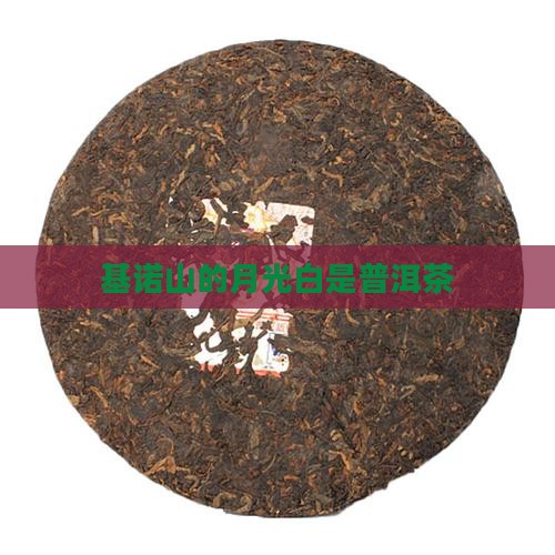 基诺山的月光白是普洱茶