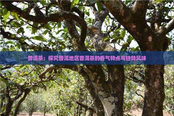 普洱茶：探究普洱地区普洱茶的香气特点与独特风味