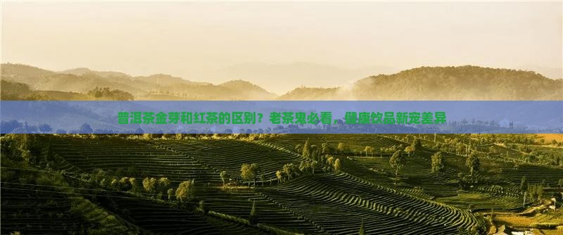 普洱茶金芽和红茶的区别？老茶鬼必看，健康饮品新宠差异