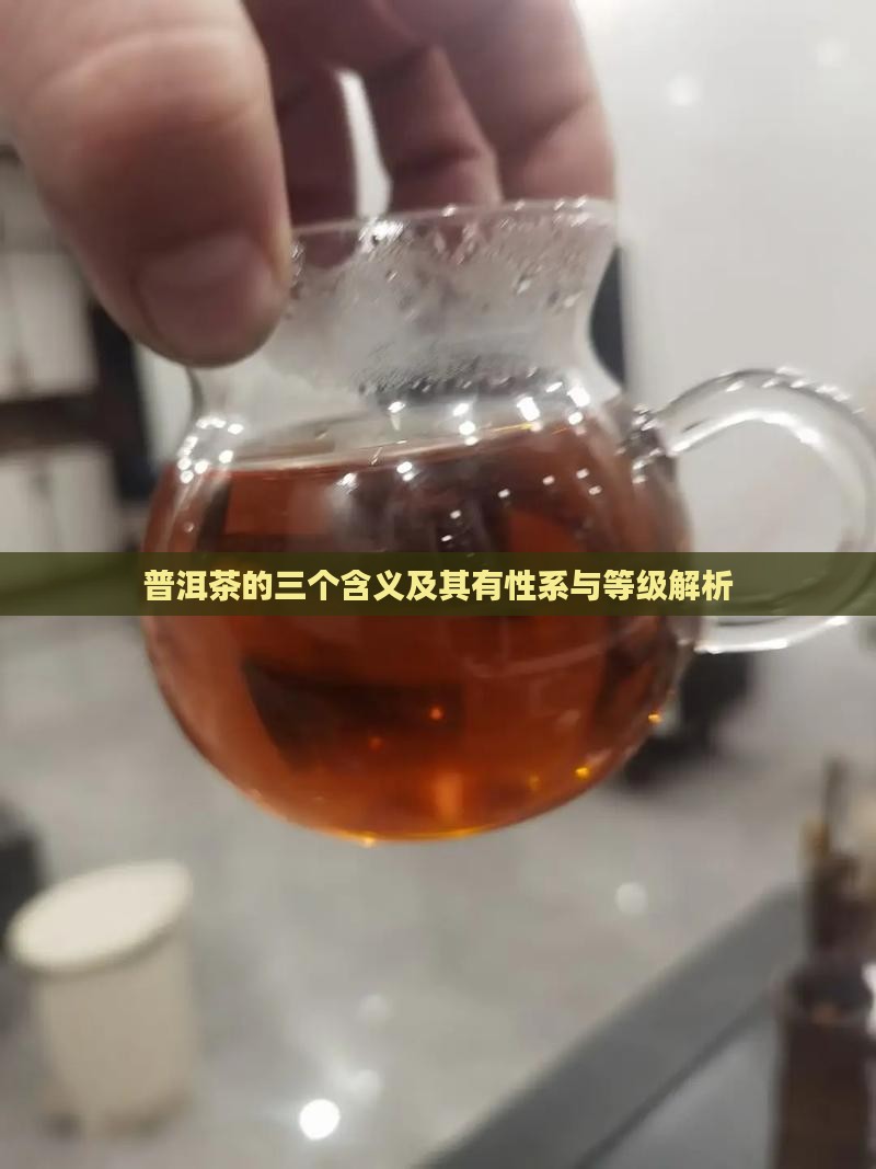 普洱茶的三个含义及其有性系与等级解析