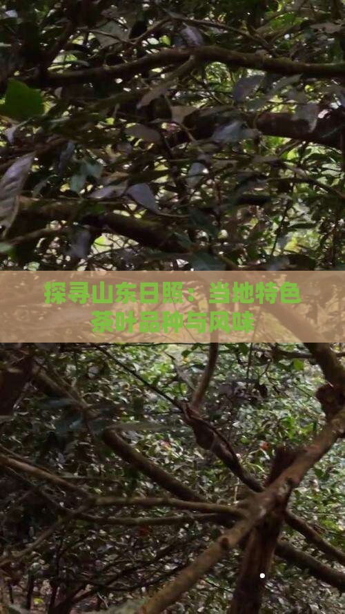探寻山东日照：当地特色茶叶品种与风味